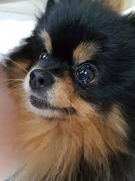 Cute Black And Brown Pomeranian Find Out More On Fun Pomeranian Grooming Pomeraniansweden Boopomeranian Pomeraniantips Dog Communication Pomeranian Pomeranian Puppy