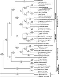 Image result for Basananthe pedata