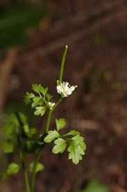Image result for Cardamine obliqua