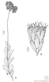 Image result for Stomatanthes