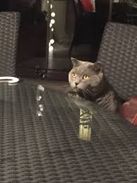 Nurten Onat Adli Kullanicinin Kedi Panosundaki Pin 2020 Kedi