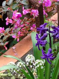 Image result for Dissotis glandulosa