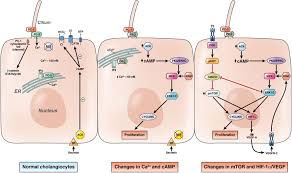 Polycystic Liver Diseases Congenital Disorders Of Cholangiocyte Signaling Gastroenterology