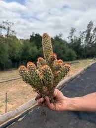 Image result for Habenaria magnirostris