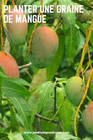 Epingle Sur Jardin De Fruit