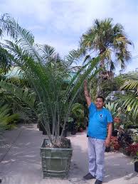 Image result for Encephalartos villosus