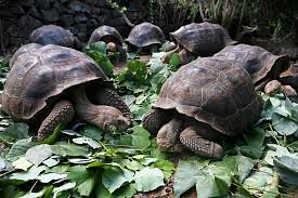 Galapagos turtle on wn network delivers the latest videos and editable pages for news & events, including entertainment, music, sports, science and more, sign up and share your playlists. How Galapagos Giant Tortoises Have Made A Comeback Csmonitor Com