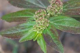 Image result for Euphorbia hirta