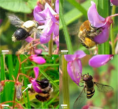 Image result for Grona setigera