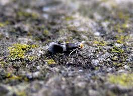 Image result for Stigmella tityrella