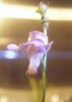 Image result for Genlisea margaretae