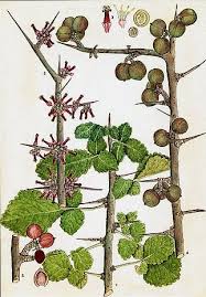 Image result for Commiphora angolensis