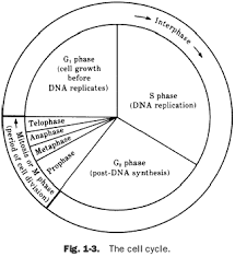 Cell organelles worksheet answer key worksheet resume. 34 Cell Division And The Cell Cycle Worksheet Answers Worksheet Resource Plans