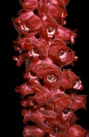 Image result for Sarcophyte sanguinea