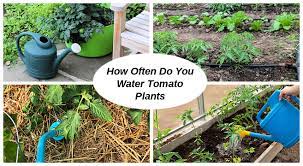 See the almanac's guide to watering vegetables with a very helpful chart on how much water each vegetable needs and critical times to water. How Often Do You Water Tomato Plants In Garden Beds Or Pots