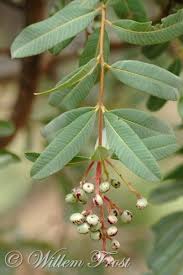 Image result for Ozoroa paniculosa