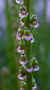 Image result for Juncaginaceae