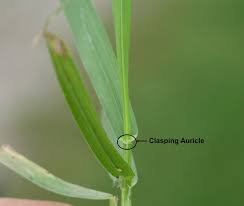 Check spelling or type a new query. Is This Plant A Weed Garden University Of Minnesota Extension