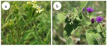 Image result for Gutenbergia cordifolia