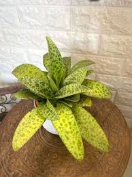 Image result for Xerophyta kirkii