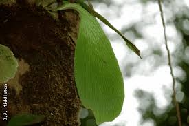 Image result for Antrophyum mannianum