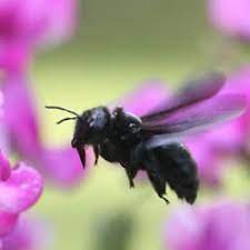 Some will bite, while others simply bump with their behind. Do Carpenter Bees Sting