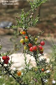 Image result for Muraltia