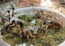 Image result for insects on sugar