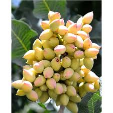 These pistachio shell trees are a head turner for sure! Kerman Pistachio Tree Store Tomorrow S Harvest By Burchell Nursery