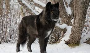 High quality chien loup aprons, designed by independent artists. Le Majestueux Chien Loup Trop Souvent Abandonne En Refuges Animaliers Au Canada Rci Francais