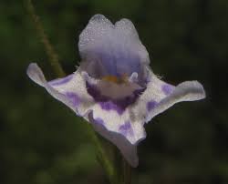 Image result for Lindernia monroi