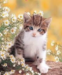 Chat Fleur Petit Chat Mignon Chats Et Chatons Chat Mignon
