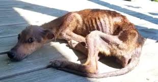 A starving dog is stranded on a deserted island, just days from death, but  look who appears out of nowhere... Check comments 👇🏻