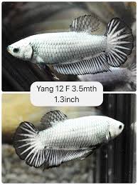 Betta Fish Betta Fish Ideas Bettafish Fishbetta Live Fish Black Dragon Female Betta Yang 12 Back 25 00 End Date Tuesday Jan Fish Live Fish Betta Fish