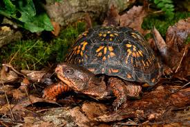 Image result for turtle