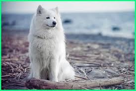 Pembayaran mudah, pengiriman cepat & bisa cicil 0%. 10 Anjing Mirip Serigala Keren Banget Daftarhewan Com Di 2021 Anjing Serigala Anjing Husky