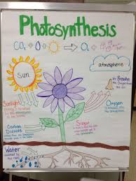 photosynthesis anchor chart by miss lintz science anchor