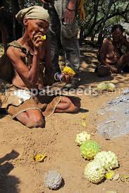 Image result for Acanthosicyos