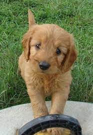 Find your new companion at nextdaypets.com. Irish Doodle Puppies Overtime Coloring
