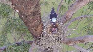 Our dye studio is not open to the public, but we would love to see you at our brick & mortar shop, magpie market, located at 141 n market street, in historic downtown frederick, md. Baby Magpies In Their Nest Youtube
