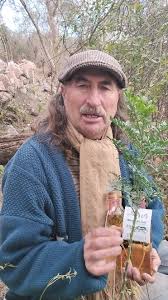 CAÑA CON RUDA ORGÁNICA PARA USOS MEDICINALES , Limpiar y renovar en agosto  para vivir un año más de eso se trata , En nuestro perfil vas a encontrar  más información sobre como la producimos y como se ...