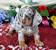 Teacup Miniature Dachshund Puppies For Sale