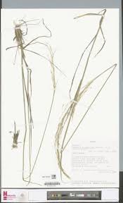 Image result for Loudetia