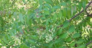 Image result for Azadirachta