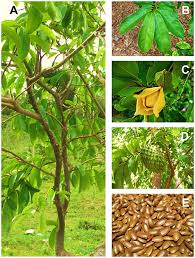 Image result for Annona muricata