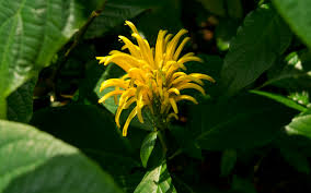 Image result for Justicia aurea