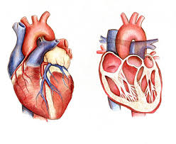 Medical Illustration- Heart diagram on Behance
