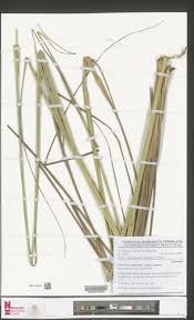 Image result for Phacelurus gabonensis