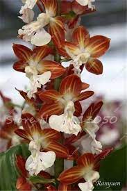 100 Pcs Cymbidium Seed Rainbow Chinese Cymbidium Orchid Flower Seeds Potted Plant Indoor Bonsai Beautiful Orchids Unusual Flowers Orchid Seeds