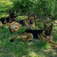 Akc registered german shepherd dogs. Sisco Haus German Shepherds Home Facebook